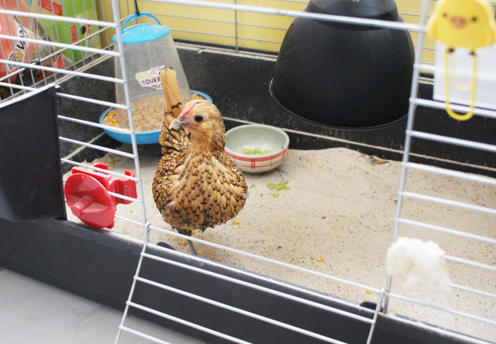 poule-naine-chicken-hen-sebright-animal-domestique-apparetement-cage-4